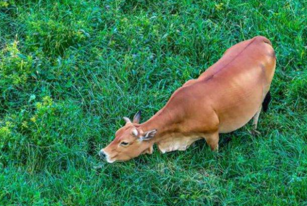 為何在西沙東島上，發現上百頭野牛？周邊都是海，它們從何而來？
