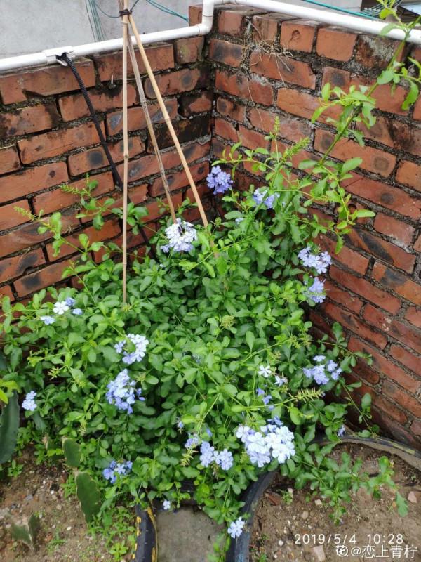 10種“垃圾”不要丟,拿來養花效果好,還能省下一筆錢 10種“垃圾”不要丟,拿來養花效果好,還能省下一筆錢