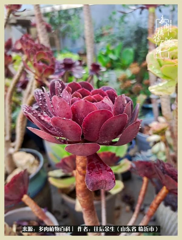 北方有多肉,絕世而獨立!一顧傾人城,再顧傾人國 北方有多肉,絕世而獨立!一顧傾人城,再顧傾人國