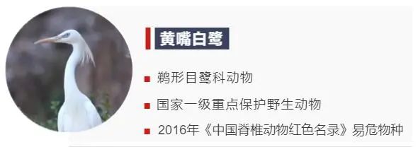 動物們的溫情瞬間,你被哪個所打動? 動物們的溫情瞬間,你被哪個所打動?