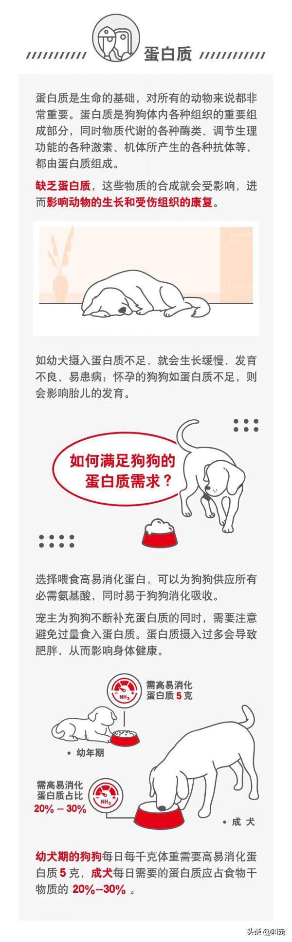 犬類需要的營養素有哪些？