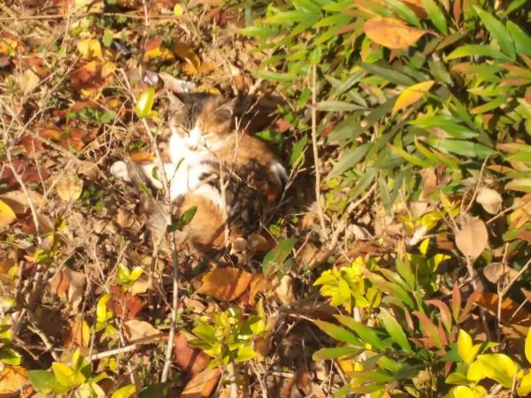 人心太狠!新來的住戶把小流浪貓驅趕走了,不知它們去哪裡流浪了 人心太狠!新來的住戶把小流浪貓驅趕走了,不知它們去哪裡流浪了