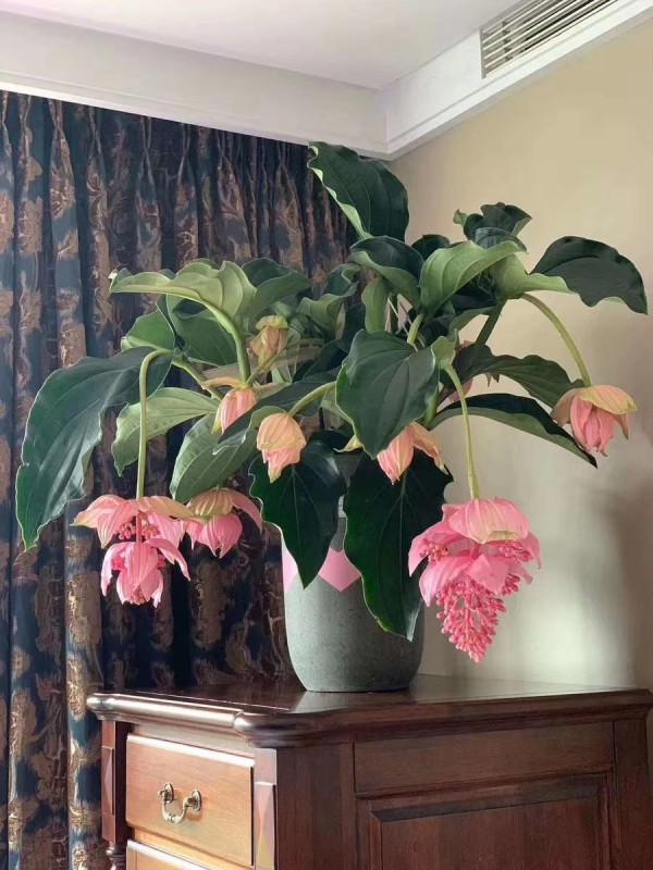 5種流行“網紅花”，謹慎入手，買著“真貴”，養起來太難