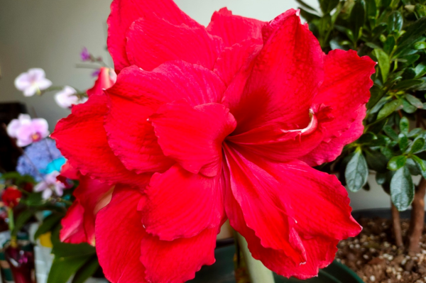 5種年宵花，養護要點在文中，學會了，明年少買一盆年宵花（一）