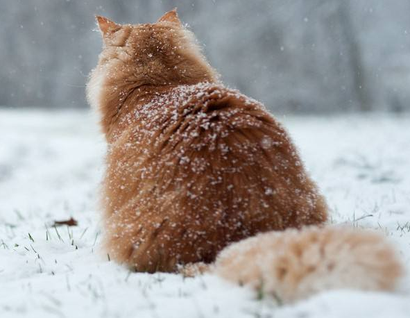 說來你可能不信,貓咪過冬其實也有“南北差異” 說來你可能不信,貓咪過冬其實也有“南北差異”