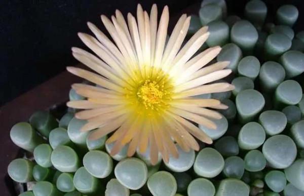 50種多肉開花欣賞，你養的開花了嗎？快來曬曬