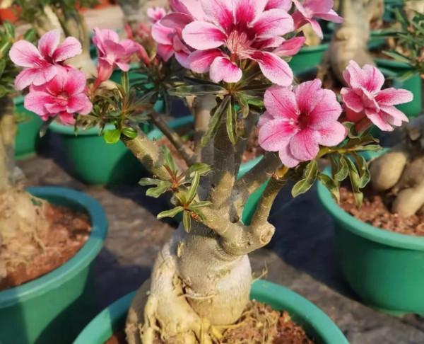 5種“省心花”，好看又好養，是養花新手們的最愛