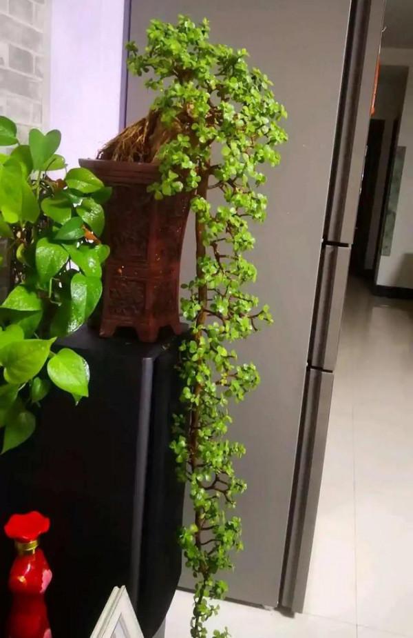 10大“吉祥花”,寓意深遠,好看又大氣,轉運又旺家 10大“吉祥花”,寓意深遠,好看又大氣,轉運又旺家