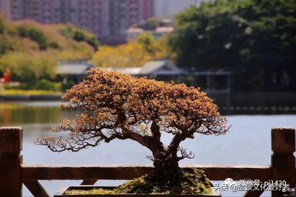 玩盆景,只是玩玩嗎? 玩盆景,只是玩玩嗎?