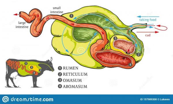 聊聊人類的好朋友——牛