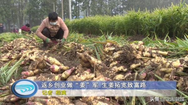返鄉創業做“姜”軍,看定陶這位小夥的致富路 返鄉創業做“姜”軍,看定陶這位小夥的致富路