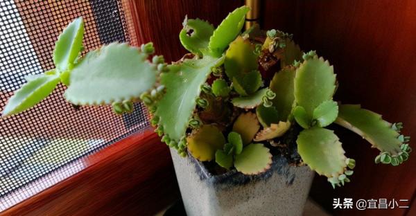 幾種非常好看的多肉植物，你值得養上一盆！你心目中多肉是那一款