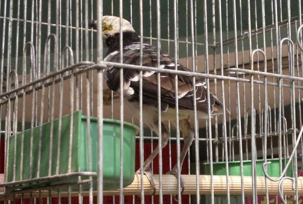 等待被交易的動物