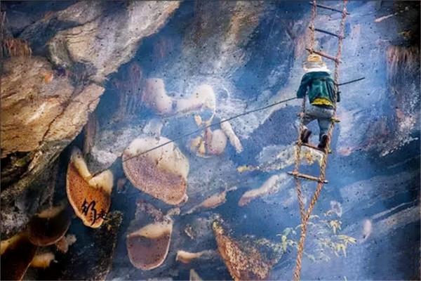 喜馬拉雅山採蜜人:蜂蜜每公斤3500美元也不賣,特供給尼泊爾皇室 喜馬拉雅山採蜜人:蜂蜜每公斤3500美元也不賣,特供給尼泊爾皇室