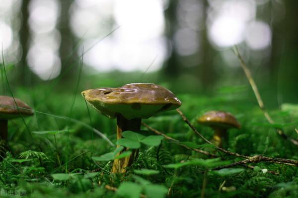 老中醫養生法：一味藥，入三髒，治生痰之源、儲痰之器、聚痰之樞