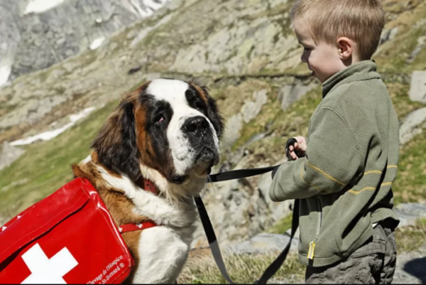 地位堪比大熊貓的瑞士國寶，究竟對瑞士人有多重要？