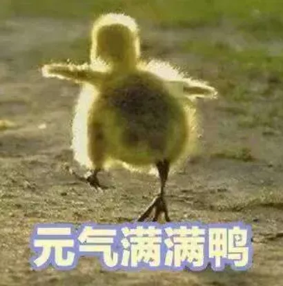 嘎嘎~走！去菁蓉湖看元氣滿滿鴨