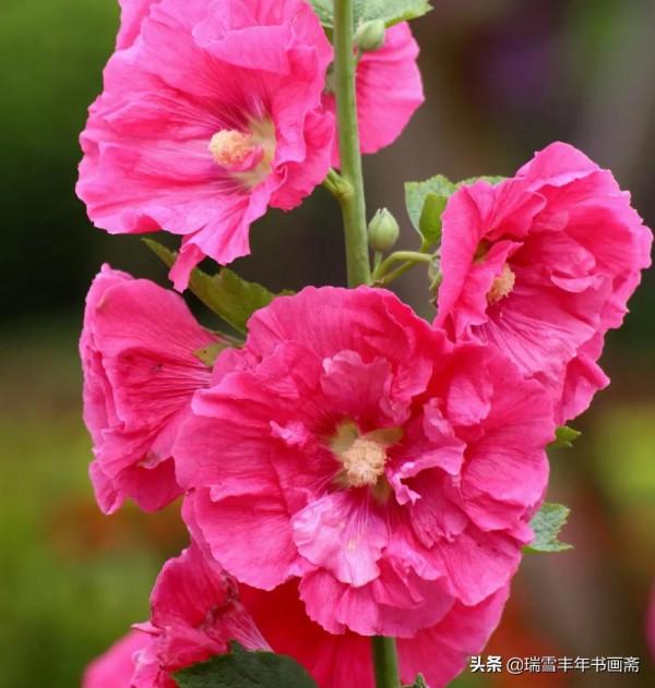 請欣賞四川名花蜀葵啊