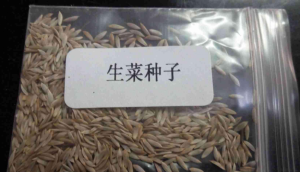 3種&OpenCurlyDoubleQuote;青葉菜&rdquo;，立春後種上，陽臺栽幾盆就夠全家人吃了