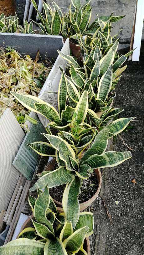 家裡養點“吉利花”,這八種“轉運花”,看看你家有沒有 家裡養點“吉利花”,這八種“轉運花”,看看你家有沒有