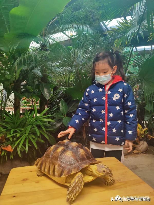 「精彩回顧」小小保育員--蘇卡達陸龜篇