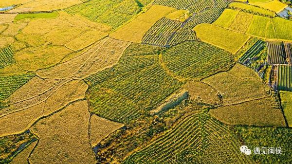 金秋稻花香,福州這幅豐收圖美極了!「區縣頭條」 金秋稻花香,福州這幅豐收圖美極了!「區縣頭條」