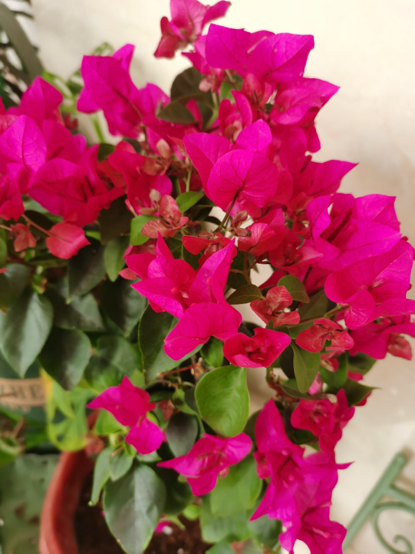 買回家的花總掉花苞，原因出在4個地方，趕緊改正還能開花