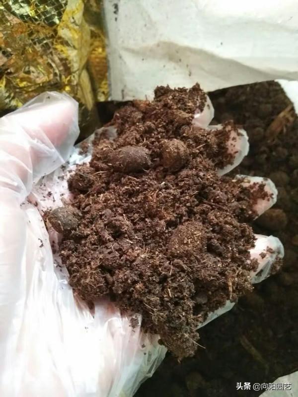 雞糞,牛糞,羊糞,哪種肥料好用?養花用雞糞,種菜用牛糞 雞糞,牛糞,羊糞,哪種肥料好用?養花用雞糞,種菜用牛糞