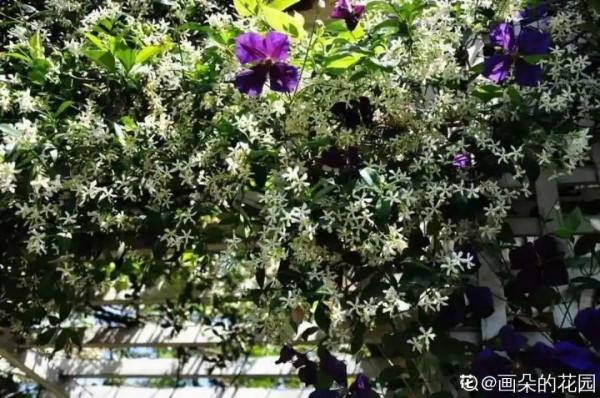 1種花像“小風車”,爬牆速度超快,花香濃郁好聞極了 1種花像“小風車”,爬牆速度超快,花香濃郁好聞極了