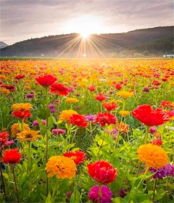 分享：五彩斑斕，千姿百態的花海，視覺盛宴，像仙境一般美麗