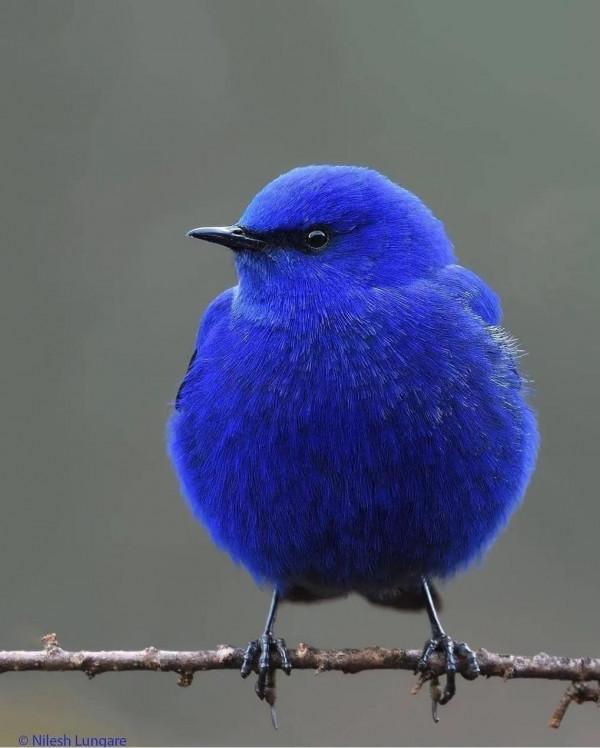 長了翅膀的絨球,萌萌噠 長了翅膀的絨球,萌萌噠