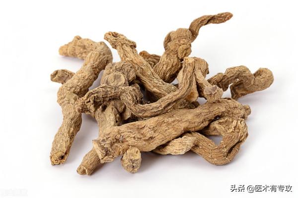 每天一味中藥——苦參