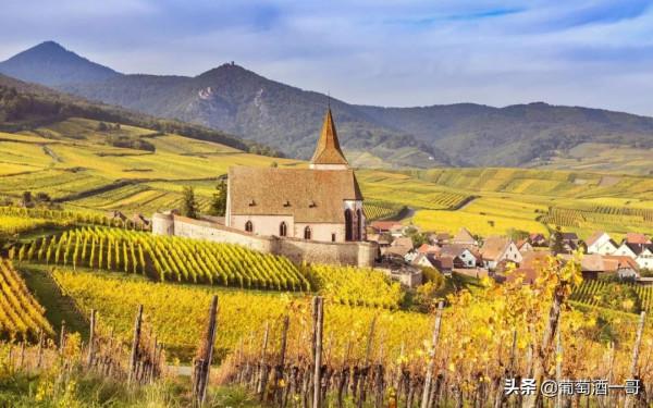 阿爾薩斯，怪得很的葡萄酒產區