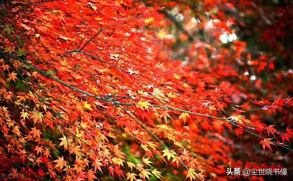趙翼的《野步》寫得巧妙,短短的28個字,寫出了不一樣的秋色美景 趙翼的《野步》寫得巧妙,短短的28個字,寫出了不一樣的秋色美景