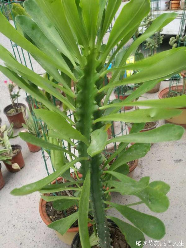 3種花長的跟“三胞胎”似的,還有“守家”的說法,適合居家養護 3種花長的跟“三胞胎”似的,還有“守家”的說法,適合居家養護