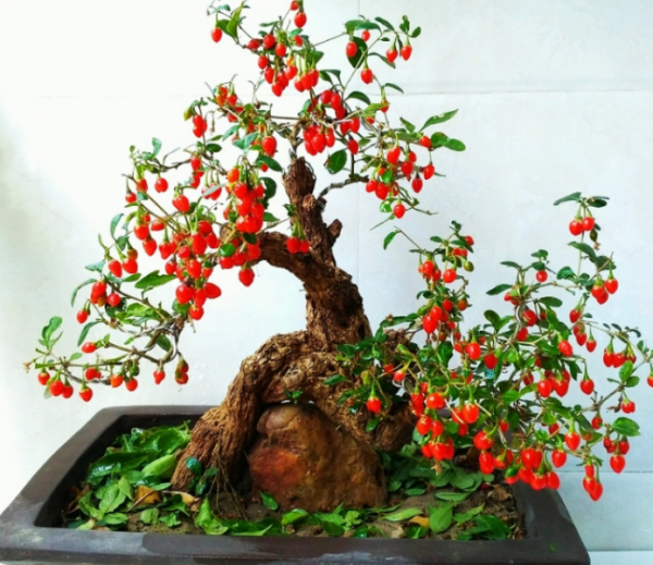 新年養盆吉祥樹，天氣越冷越紅火，看著喜慶、養著省心