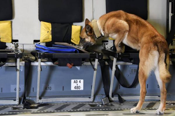 除了警犬，你知道棕熊和貓，也曾是戰場上的一員嗎？