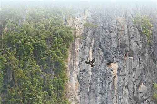 就在廣西崇左!我國首次記錄到冠斑犀鳥在崖壁上繁育 就在廣西崇左!我國首次記錄到冠斑犀鳥在崖壁上繁育