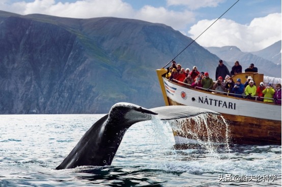 法羅群島獵殺上千只海豚,血液染紅海水,為何捕鯨難被禁止? 法羅群島獵殺上千只海豚,血液染紅海水,為何捕鯨難被禁止?