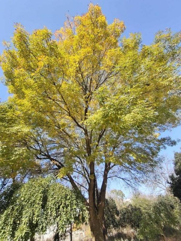 我的父親 我的父親