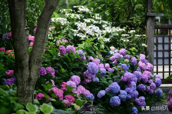 冬日裡依舊盛開的大花繡球，白色天使 | 園丁