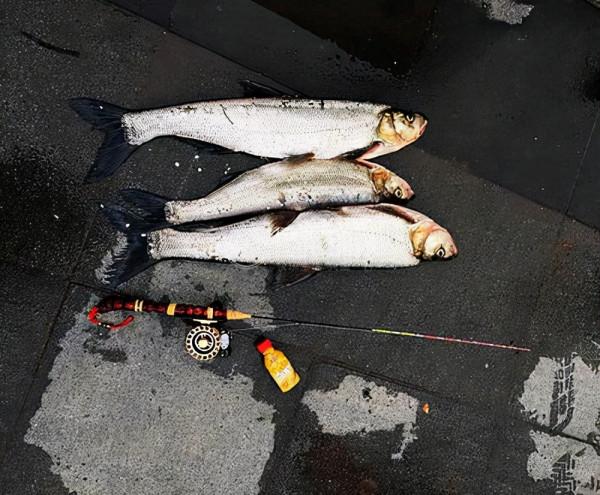 沒接觸過橋筏沒關係，看完這一篇，新手也能輕鬆上手