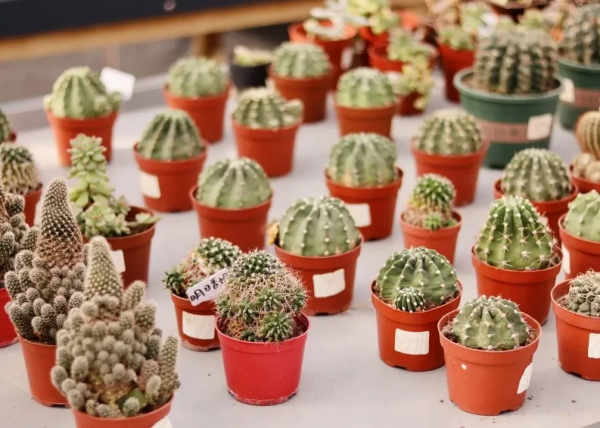 我們的節日 &vert; 給你的年味錦上添&OpenCurlyDoubleQuote;花&rdquo;！