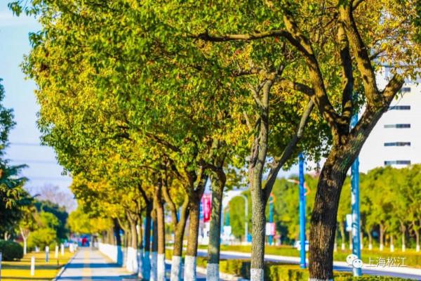 美翻了!規劃10條綠道,松江這裡將建成總長約24公里的慢行系統 美翻了!規劃10條綠道,松江這裡將建成總長約24公里的慢行系統