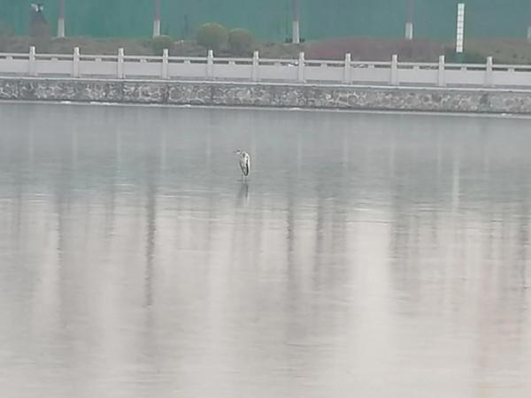 冰封的河面上飛來一隻鳥