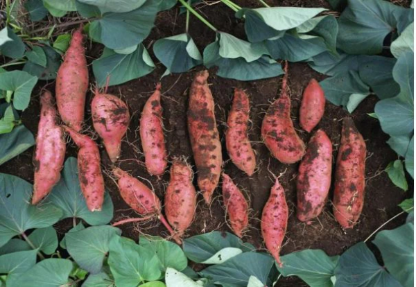 冬天喝粥時，3類食物不宜放粥裡一起煮，別給健康找“麻煩”