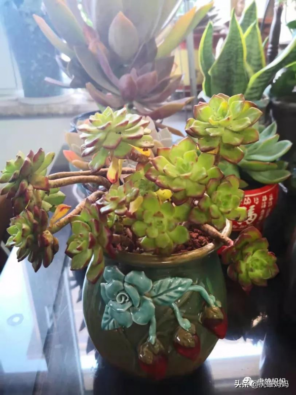 我家雙十一入項的多肉鮮花留影檔案記錄（二）