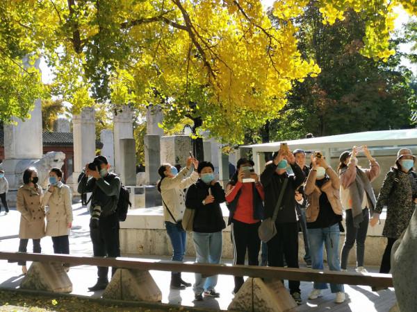 北京金秋賞銀杏 | 五塔寺 北京金秋賞銀杏 | 五塔寺