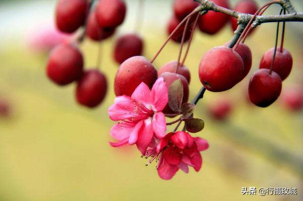 花果相擁迎冬雪,山東黃河玫瑰湖國家溼地公園現奇觀 花果相擁迎冬雪,山東黃河玫瑰湖國家溼地公園現奇觀