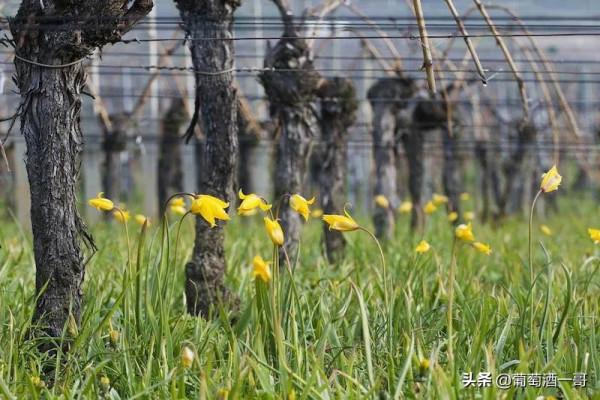 阿爾薩斯，怪得很的葡萄酒產區